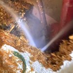 leak detection carrum downs