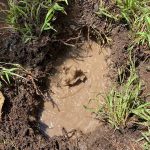 leak detection carrum downs-10